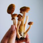 Mushrooms Known to Have Medicinal Properties